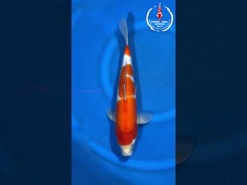 Kohaku 43cm - MFP7 - 11 - Buy original Japanese Koifish online in