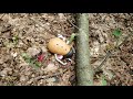 Mr Potato Head Can T Tell Me What He Saw