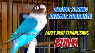 Download lagu BERKAT SERING Dengar Suaranya LABET Bisu JADI Rajin Bunyi, Pancingan Lovebird Fighter Ngekek Panjang mp3