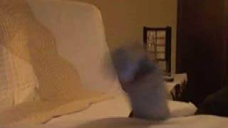 petite chaussette ginette