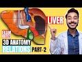 Relations Of Liver Anatomy 3d Bare Area Of Liver Anatomy Liver Relations Anatomy