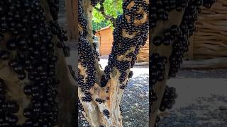 Download lagu Jabuticaba tree wine #grapevine #jabuticaba mp3