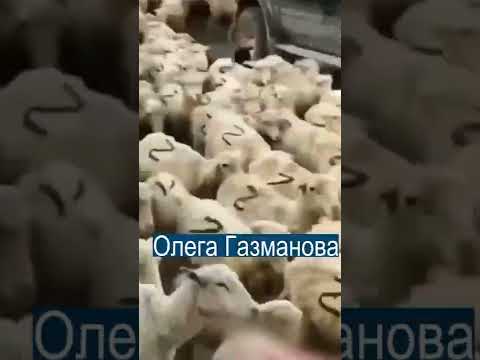 , title : 'В Дагестане замечено стадо Z-овец'