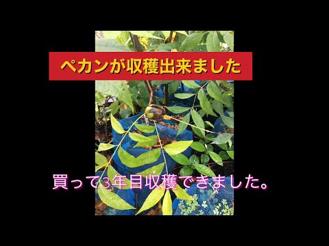 園芸 ピーカンの実を栽培する耐寒性果樹ピーカンの木