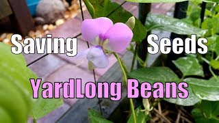 Saving Yardlong Bean Seeds (Long Beans)