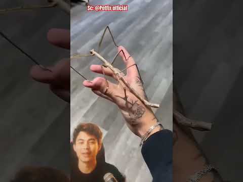 Aduhh Takut #screen #shortvideo