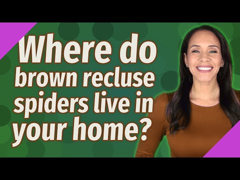 Where do brown recluse spiders live in your home?