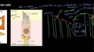 lecture 22 part 2 (Organ of Corti, hair cells)