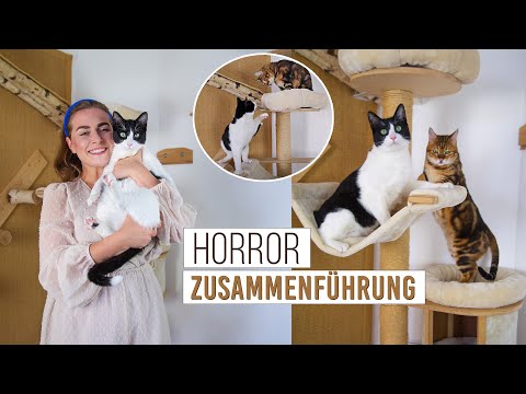 Horror-Zusammenführung von zwei Katzen / Straßenkatze und Bengalkatze hassen sich? / Amely Rose