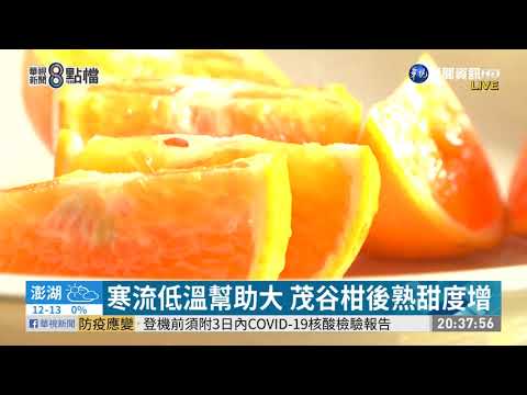 寒流低溫幫助大 茂谷柑後熟甜度增
