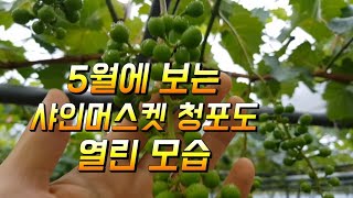 5월에 보는 샤인머스켓 청포도가 열린 모습
