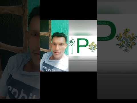 Bandeira da cidade de Pérola do Oeste-PR