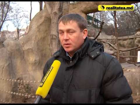 Cum sunt îngrijite animalele de la Grădina Zoologica pe timp de iarnă