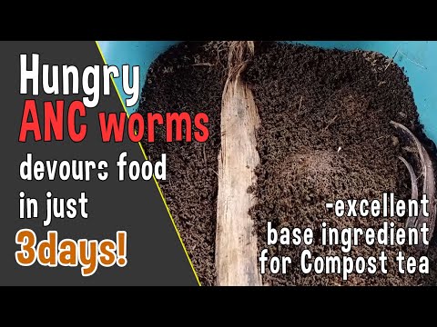 Three-day feast of hungry ANC worms