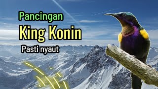 Download lagu SUARA PIKAT DAN MASTERAN KING KONIN AMPUH #kingkonin #kingkoningacor mp3 Download lagu SUARA PIKAT DAN MASTERAN KING KONIN AMPUH #kingkonin #kingkoningacor mp3