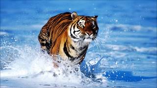 Download lagu Pachelbel - Canon in E Version mp3