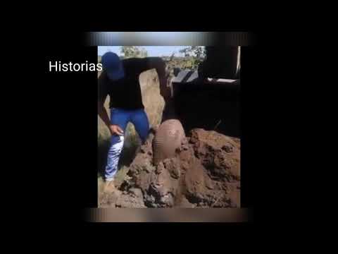 TATU Carreta - brasileño encuentra enorme armadillo de 50 kilos
