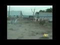 Dog Runs With Firework LikeLaughing
