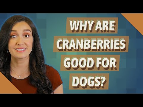 Why are cranberries good for dogs?