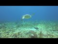 Sea Turtle Shell Wash Station - Bonaire 2019 - Diving