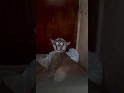 Onça-parda mobiliza resgate em Formosa do Oeste (PR)