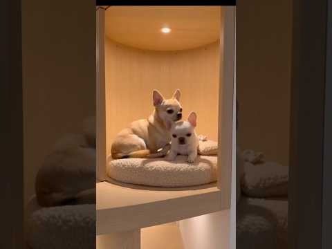 Rich Dogs || अमीर कुत्ते                         #dog #animals #cat #doggielife