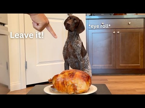 Leaving My Dog Alone With A Juicy Whole Chicken | German Shorthaired Pointer