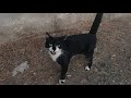 Beautiful Tuxedo Cat Meowing And Trilling Loudly Because She Is So Hungry