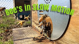 Bees In Slow Motion! Check This Out It’s Sweet!
