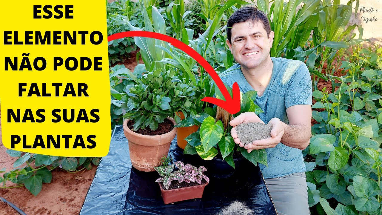 TRÊS ADUBOS RICOS EM FÓSFORO PARA PLANTAS DA SUA HORTA NO QUINTAL E EM VASOS (Ep143)