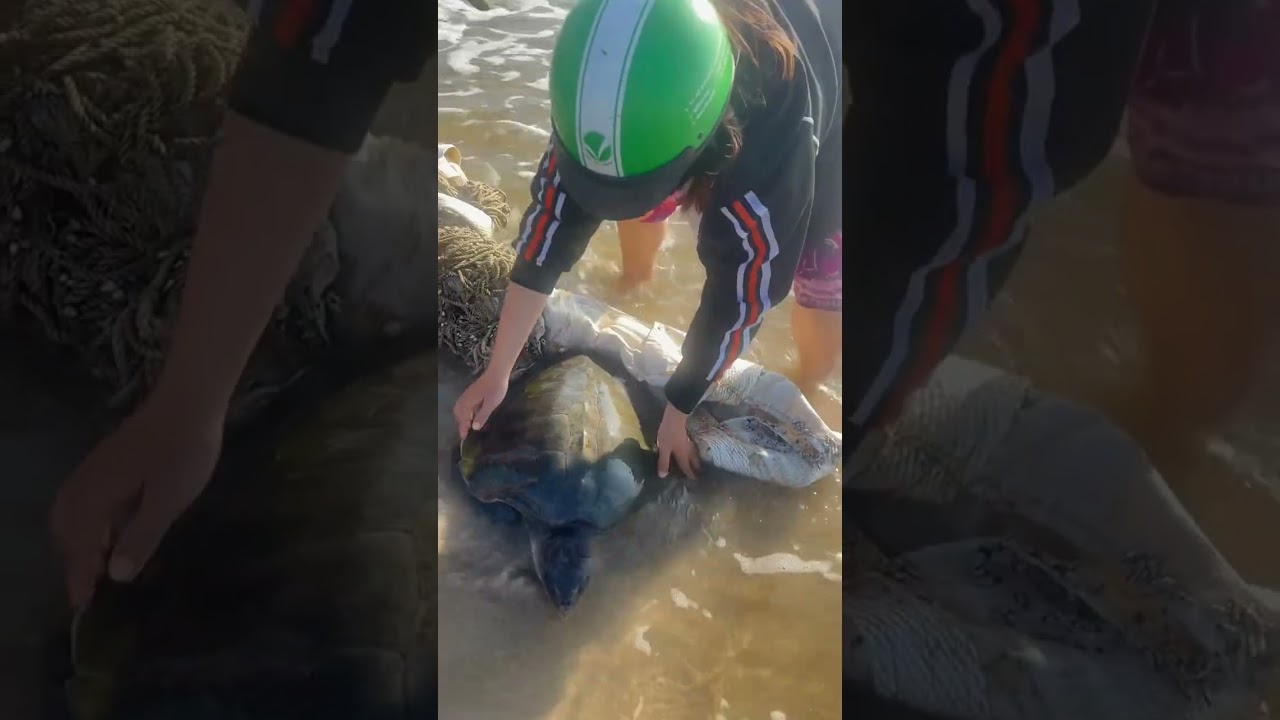 Rescuing a Turtle Trapped in a Net || ViralHog