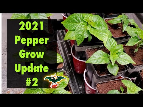 2021 Pepper grow update #2 - 03/08/21