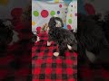 Mini Bernedoodle dogs for sale: Emma - Video 1