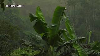 Download lagu terapi suara air hujan pengantar tidur nyenyak | suara hujan deras tanpa petir halilintar mp3 Download lagu terapi suara air hujan pengantar tidur nyenyak | suara hujan deras tanpa petir halilintar mp3