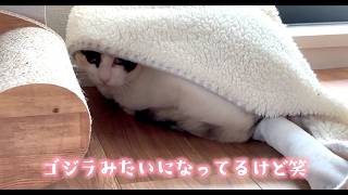 ブランケットもぐりこみ大好きだけどへたくそ猫