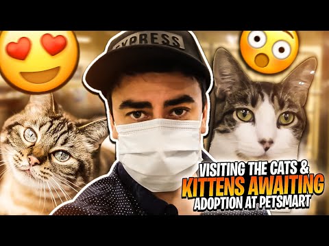 Visiting The Cats & Kittens Awaiting Adoption At PetSmart