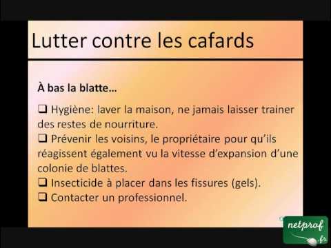 comment traiter contre les cafards