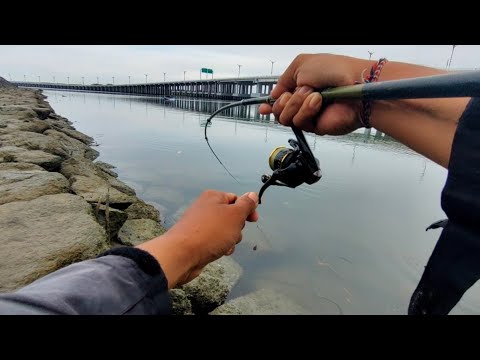 This is the result... Benoa's spot is the most untouched by anglers.