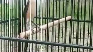 Download lagu Cendet isian lovebird sambung tengkek buto.jng lupa like subscriber mp3