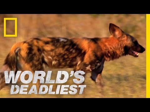 Killer Caretakers: Painted Dogs | World's Deadliest