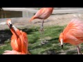 EPIC FLAMINGO FIGHT