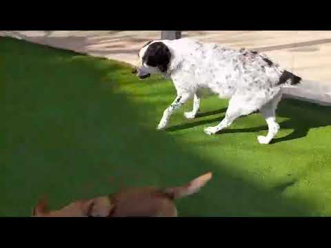 Video Nala
