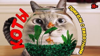 ПРИКОЛЫ С КОТАМИ/ПРИКОЛЫ С ЖИВОТНЫМИ/ЮМОР/РЖАКА/УГАР/СМЕХ