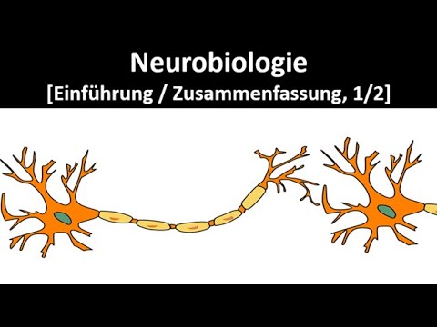 Neurobiology [Introduction / Summary, 1/2] - Abitur [Biology, Neurobiology, Upper Secondary School]