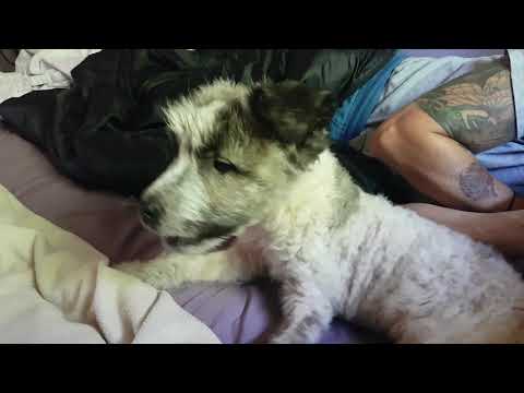 Living in Bulgaria: Our Adopted Street Dog Sings to any Music 10:7:2020