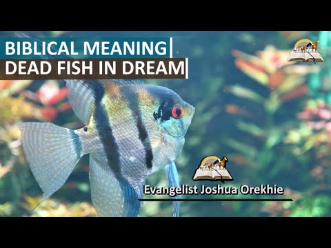 The Biblical Meaning of Dead Fish in Dream - Dream of dead fishes