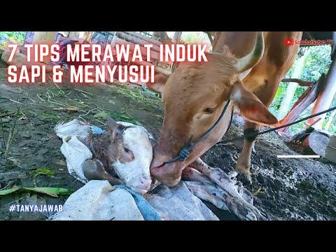 , title : '7 Tips Merawat Induk Sapi Melahirkan & Menyusui'