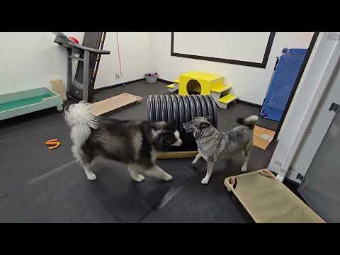 The Great Debate: Bert vs. Bolt