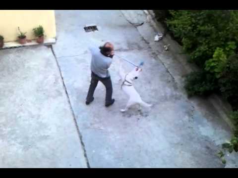 dogg argentinas sara) in albania