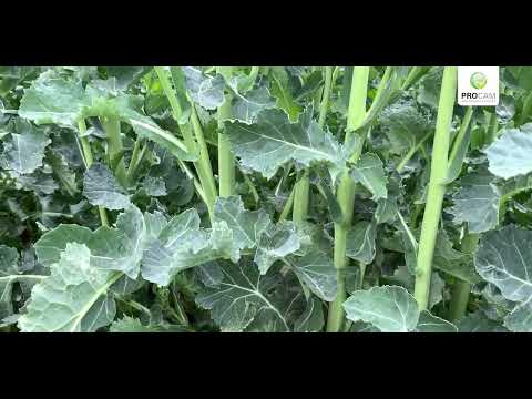 Rzepak ozimy DK EXBURY – początek kwitnienia